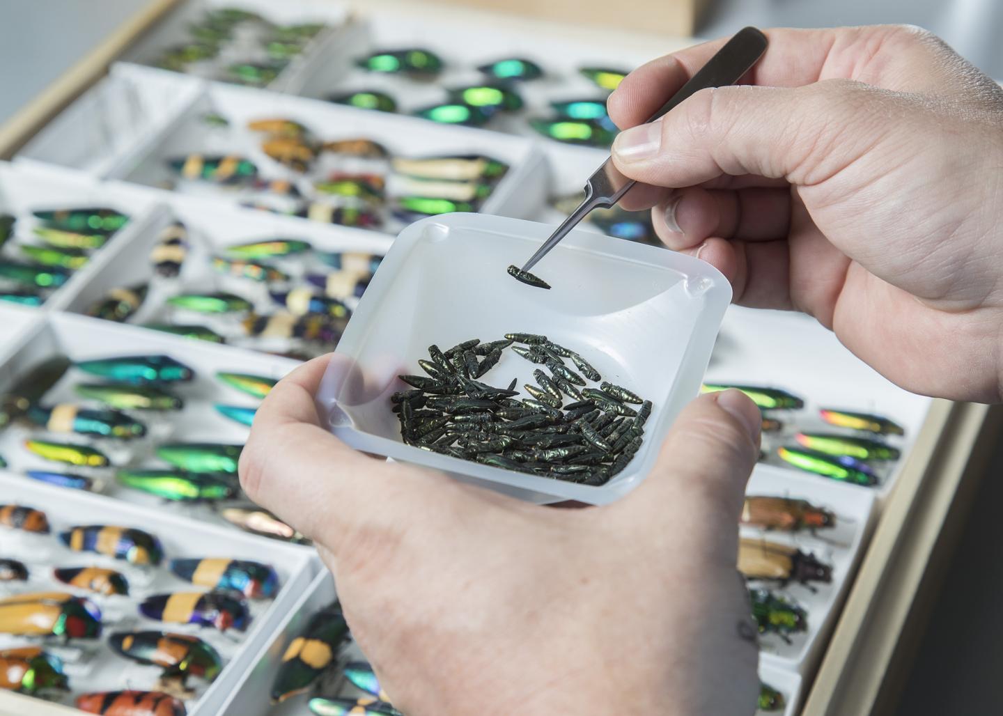 Emerald Ash Borer and Other Jewel Beetles