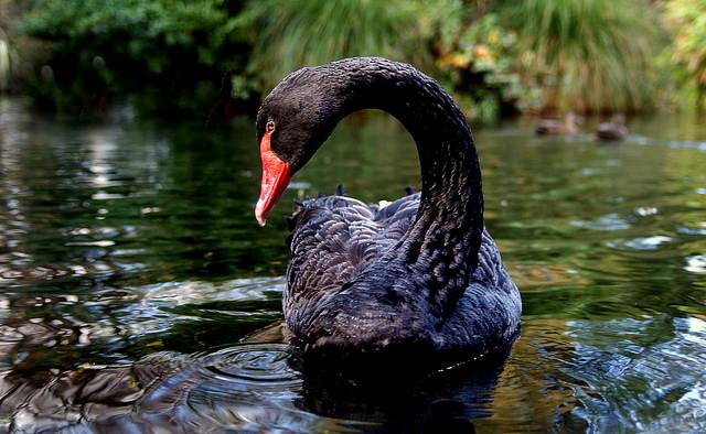 Black Swan [IMAGE] | EurekAlert! Science