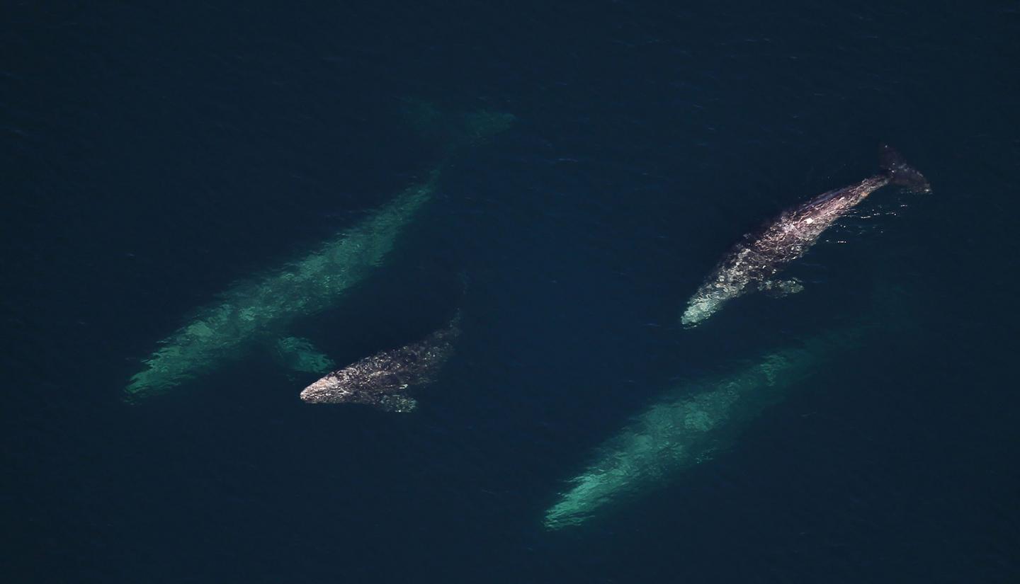 Gray Whales