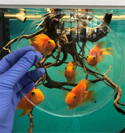 The Bio-polycarbonate