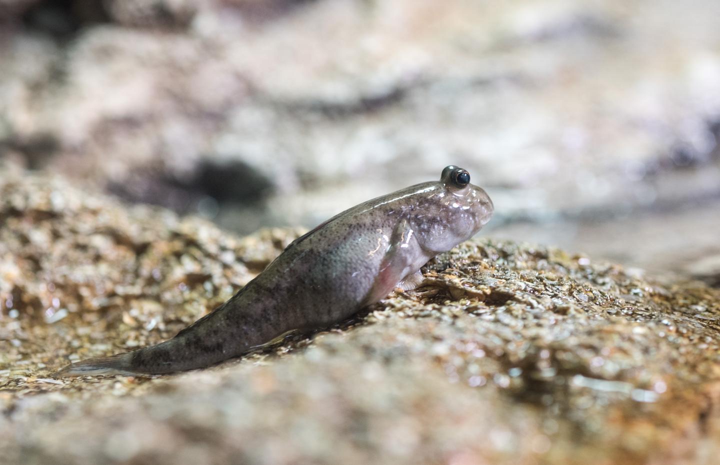 Evolution of the Tail: From Water to Land (2 of 17)