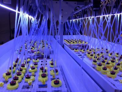 Early stage red abalone from farmed and wild collected populations