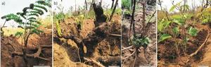 Plants in the Cerrado combine at least two strategies to survive fire