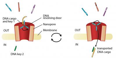 Selective DNA Transport Across Membranes