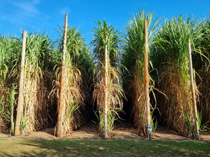 Sugarcane’s resistance to pests