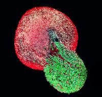 Section through a Whole Human Neuromuscular Organoid
