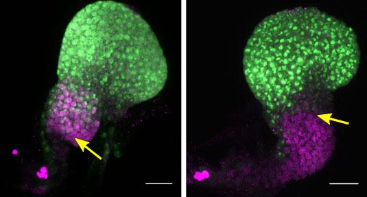 Temporal Regulation of Sight and Smell in Flies