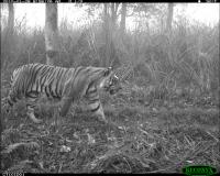 Pattern Emerges from Camera Trap Images