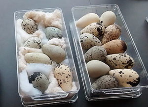 egg specimens