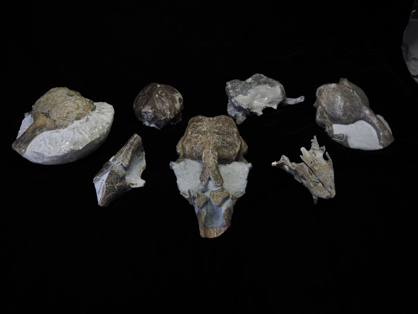 Pieces of the fossil specimens discovered include a complete skull