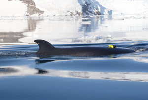 Tagged minke whale