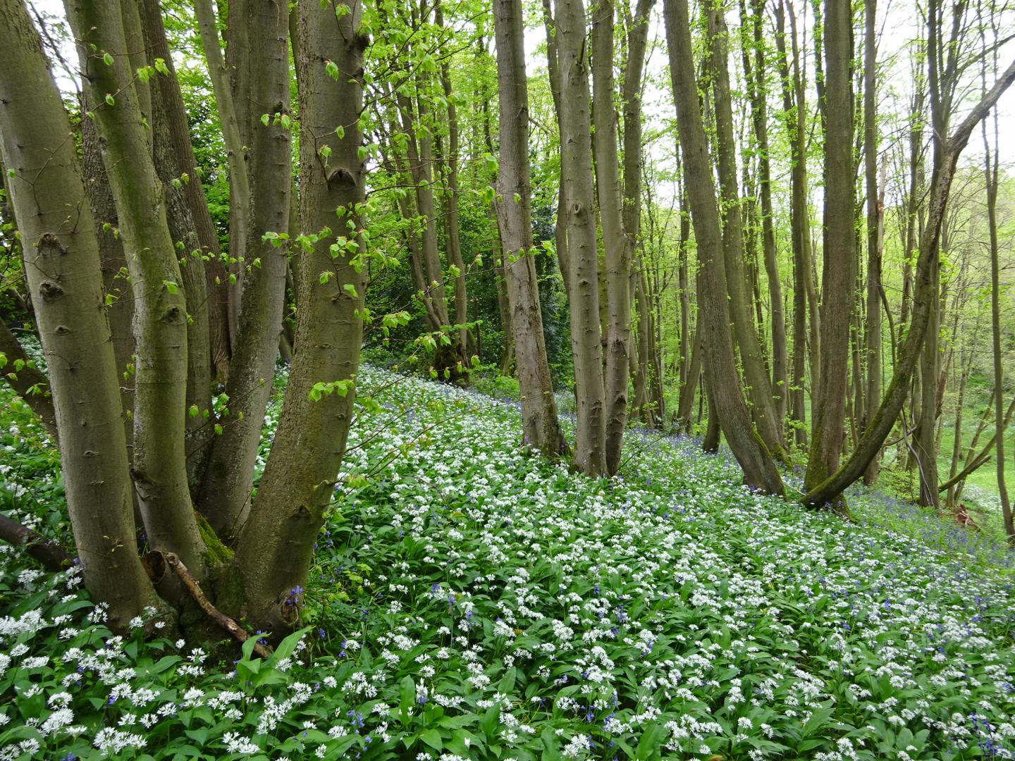 Lime Coppice in Shrawley