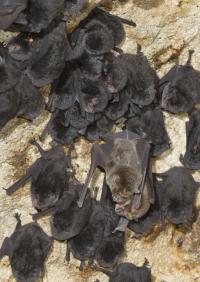 North American Bat Species