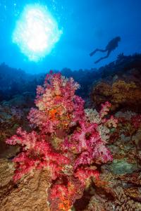 Living Oceans Foundation science diver on the Global Reef Expedition mission to Tonga