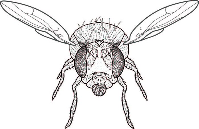 Fly illustration