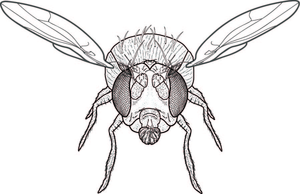 Fly illustration