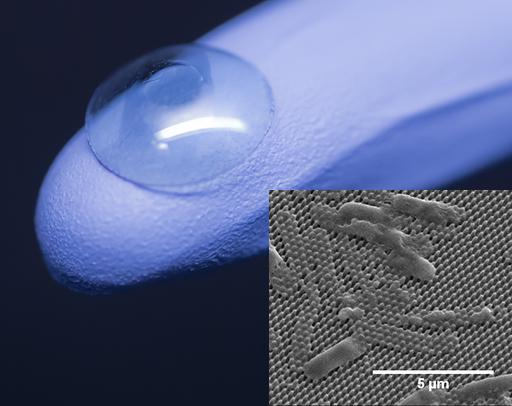Insect Wings Inspire Antibacterial Surfaces for Corneal Transplants, Other Medical Devices