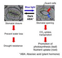 Opening/closure of Stomata and Their Purposes