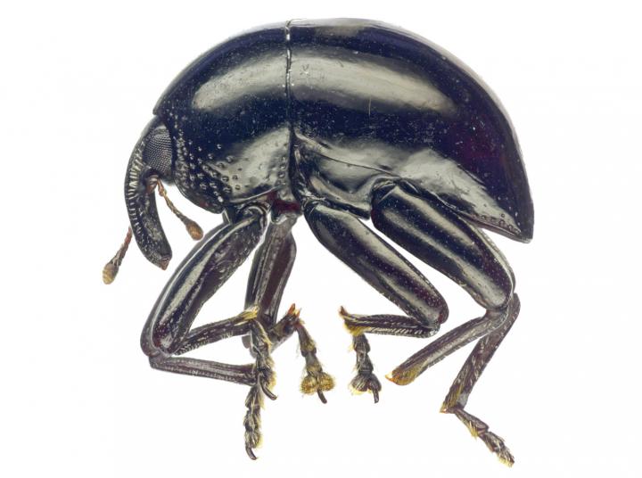 <i>Trigonopterus obsidianus</i>