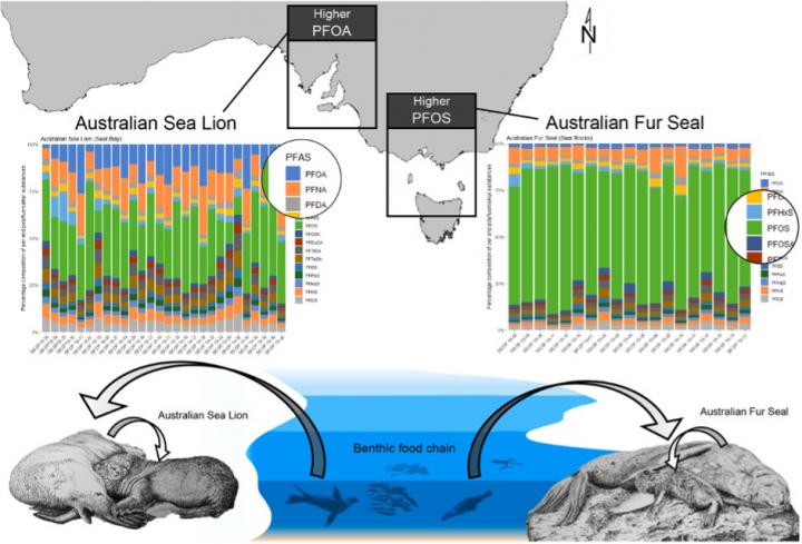 PFAS found in seals and sea lions