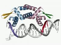 NolR Repressor Bound to DNA