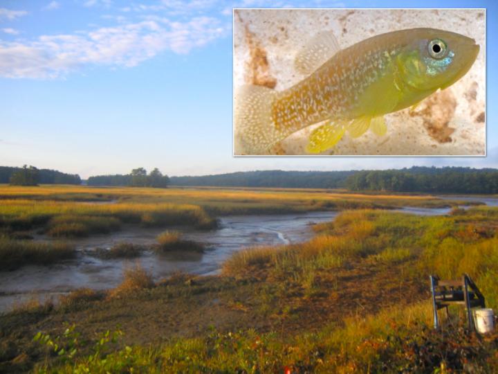 <i>F. heteroclitus</i>