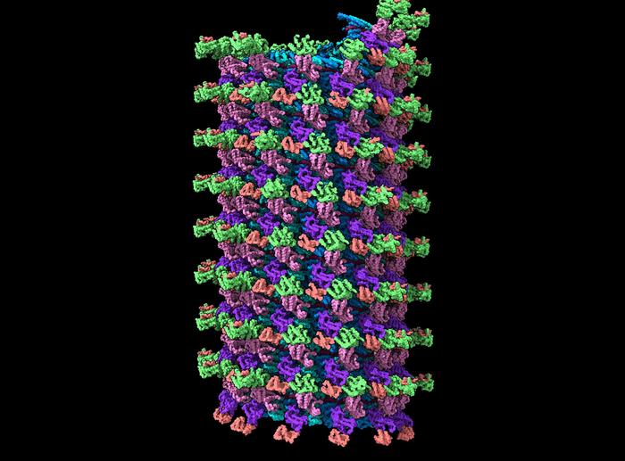 Sliced nucleocapsid