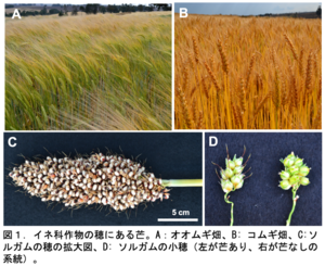 Awn formation in cereal crops