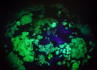 The Green Fluorescence Emitted by Corals in the Sea