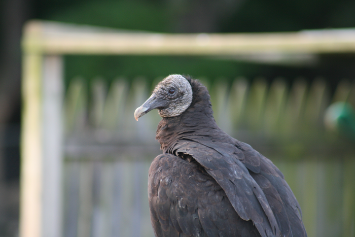 Black vulture