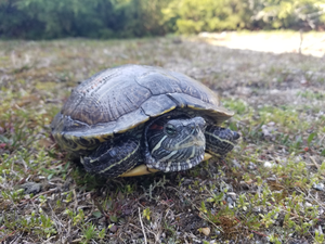 A red eared slider (Trachemys scripta elegans)