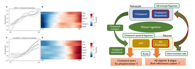 The Transition Curves and Heatmap of Genes