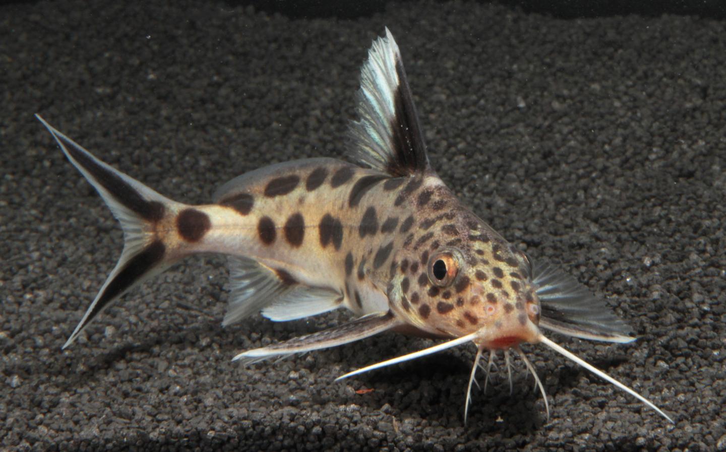 How Mouthbrooding Cichlid Fish Have Learned to Outwit Parasitic Cuckoo Catfish (1 of 8)