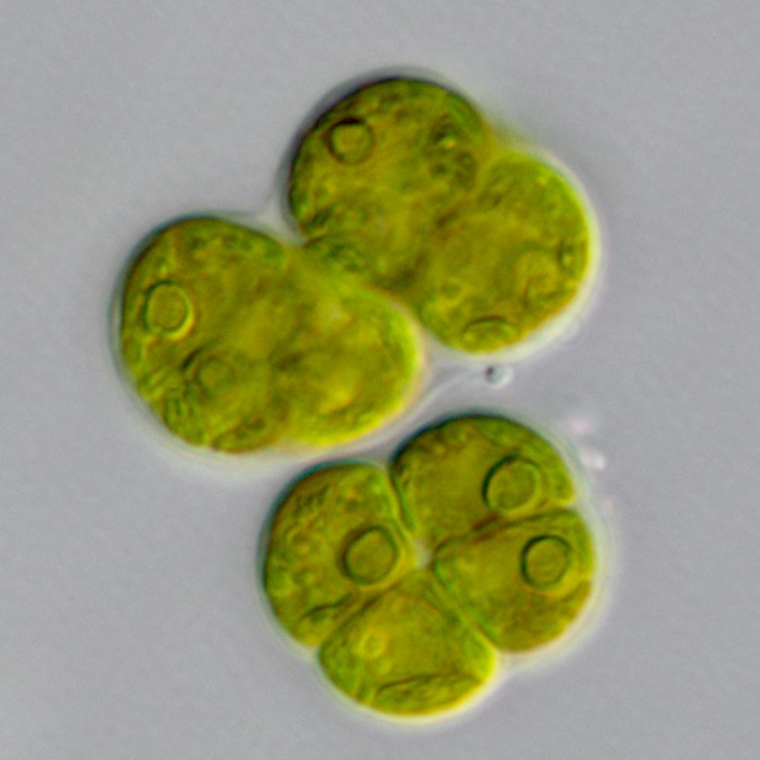 Gormaniella terracola 2