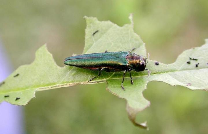 Emerald Ash Borer (Agrilus planipennis)