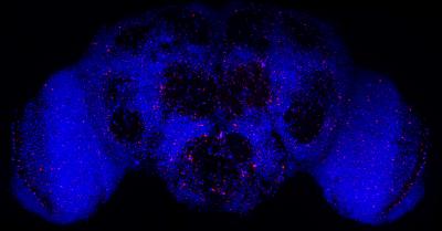 <i>Drosophila</i> Brain