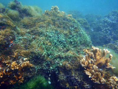 Degraded Montipora Coral Colonies in the Main Hawaiian Islands