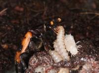 Begging Beetle Larvae