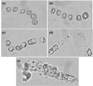 Effect of acetochlor on S. costatum cell morphology