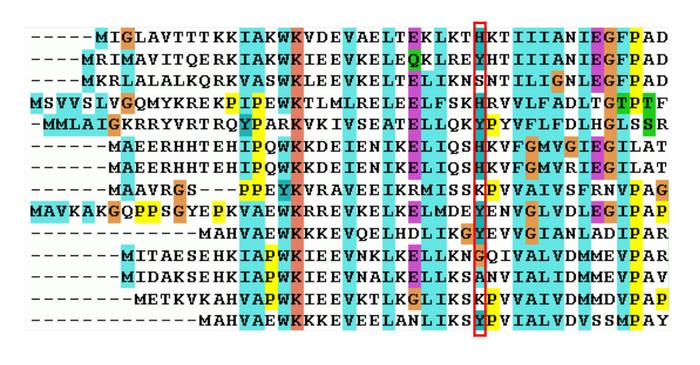 Multiple sequence alignment