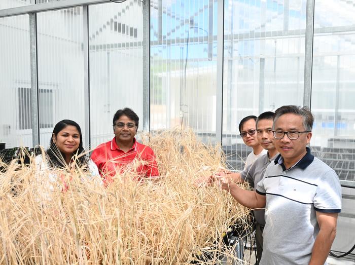 L-R: Researchers Dr Vanika Garg, Prof Rajeev Varshney, Dr Yong Jia, Dr Tianhua He and Prof Chengdao Li