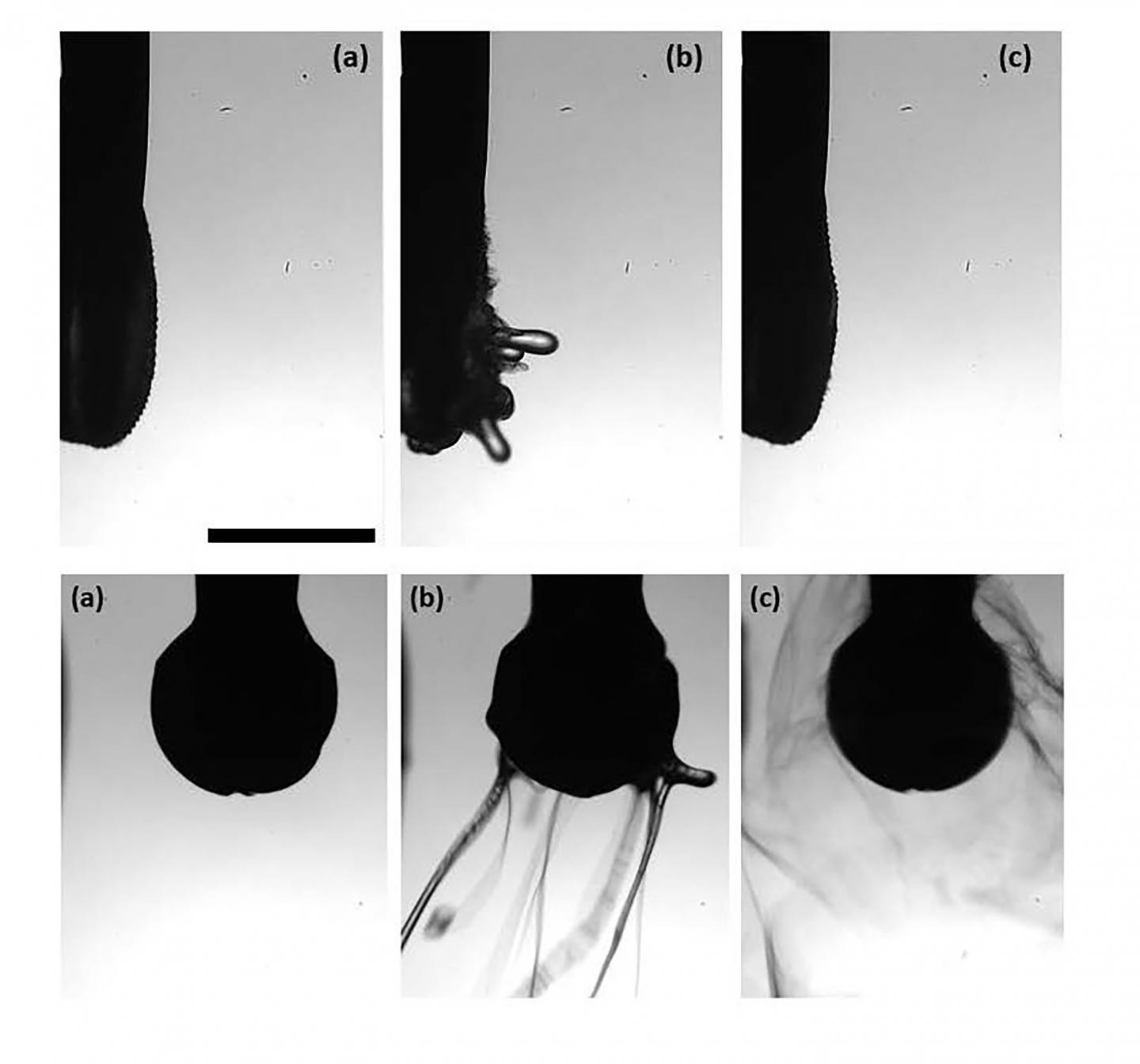 Polymer Forming Snakelike Threads near the Tip of a Cavitron Scaler