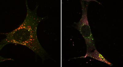 The Body's Own Recycling System