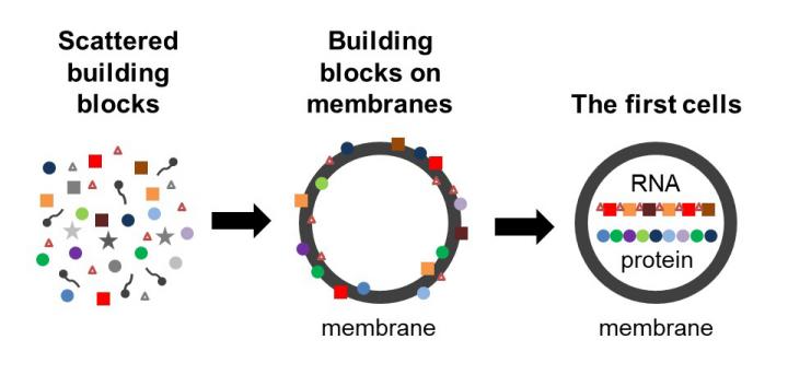 Cell best sale building blocks