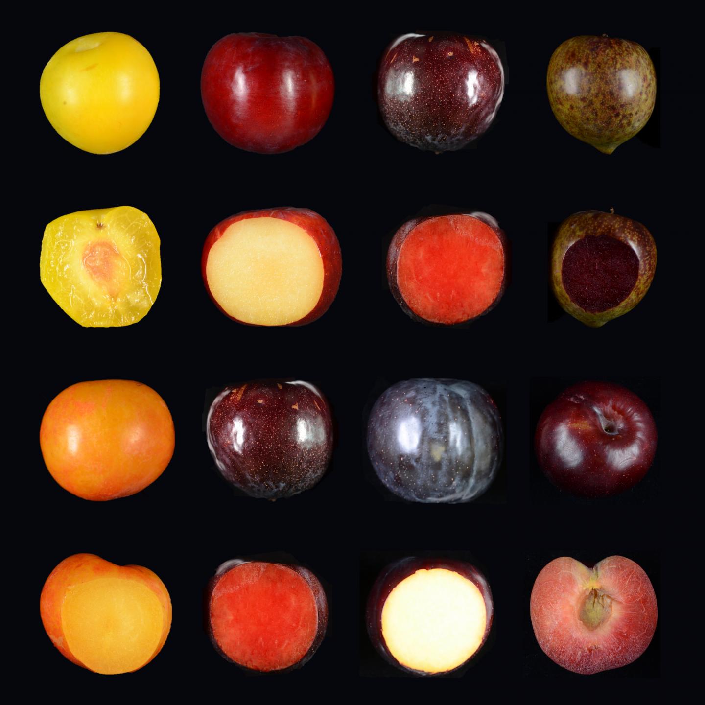 Plum variety