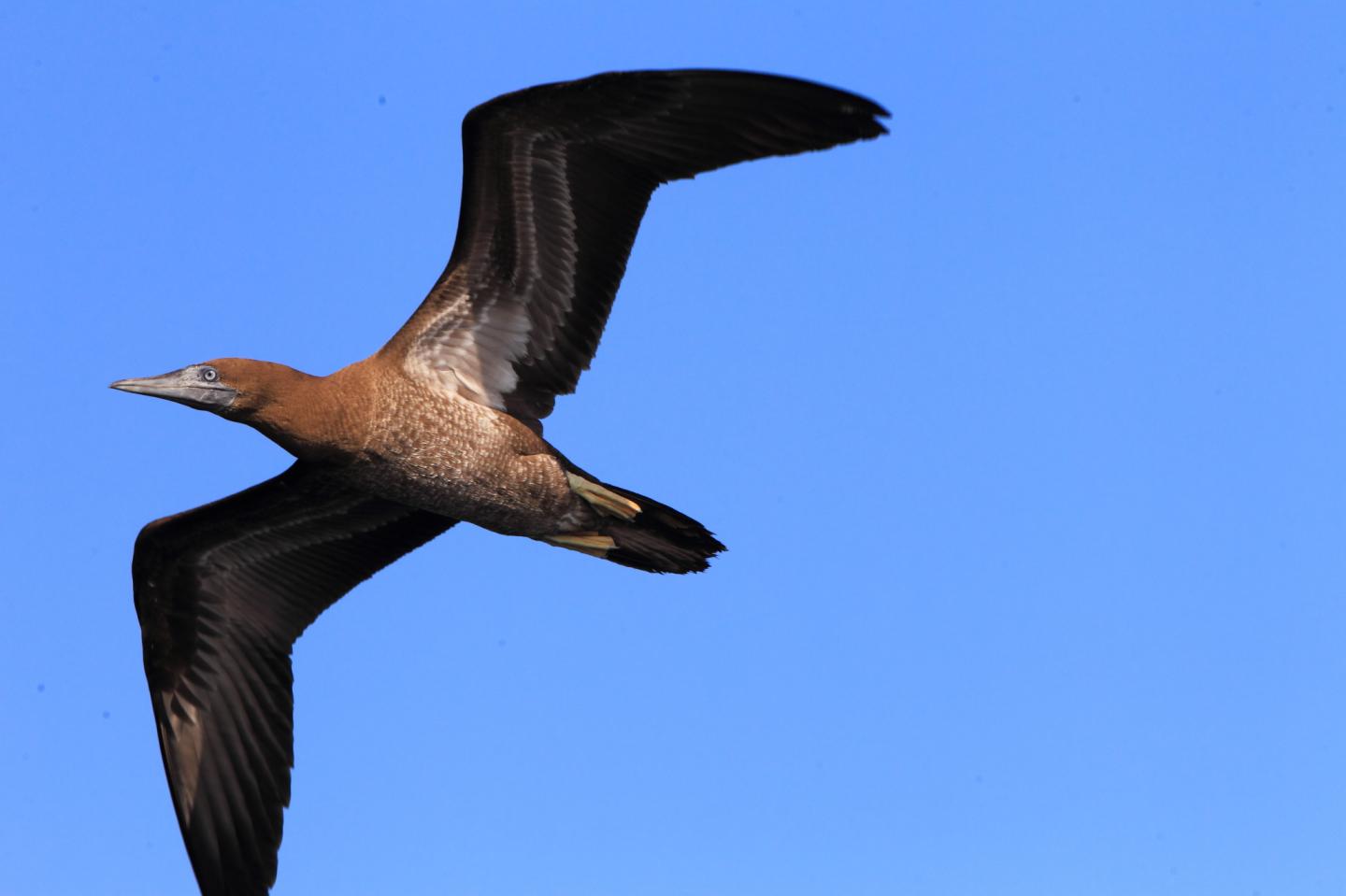 Brown Booby