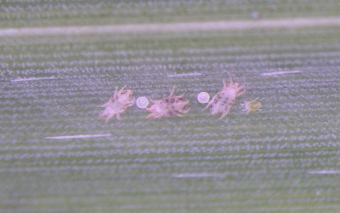 Social spider mites infesting Chinese silver grass living under a woven nest