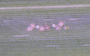 Social spider mites infesting Chinese silver grass living under a woven nest