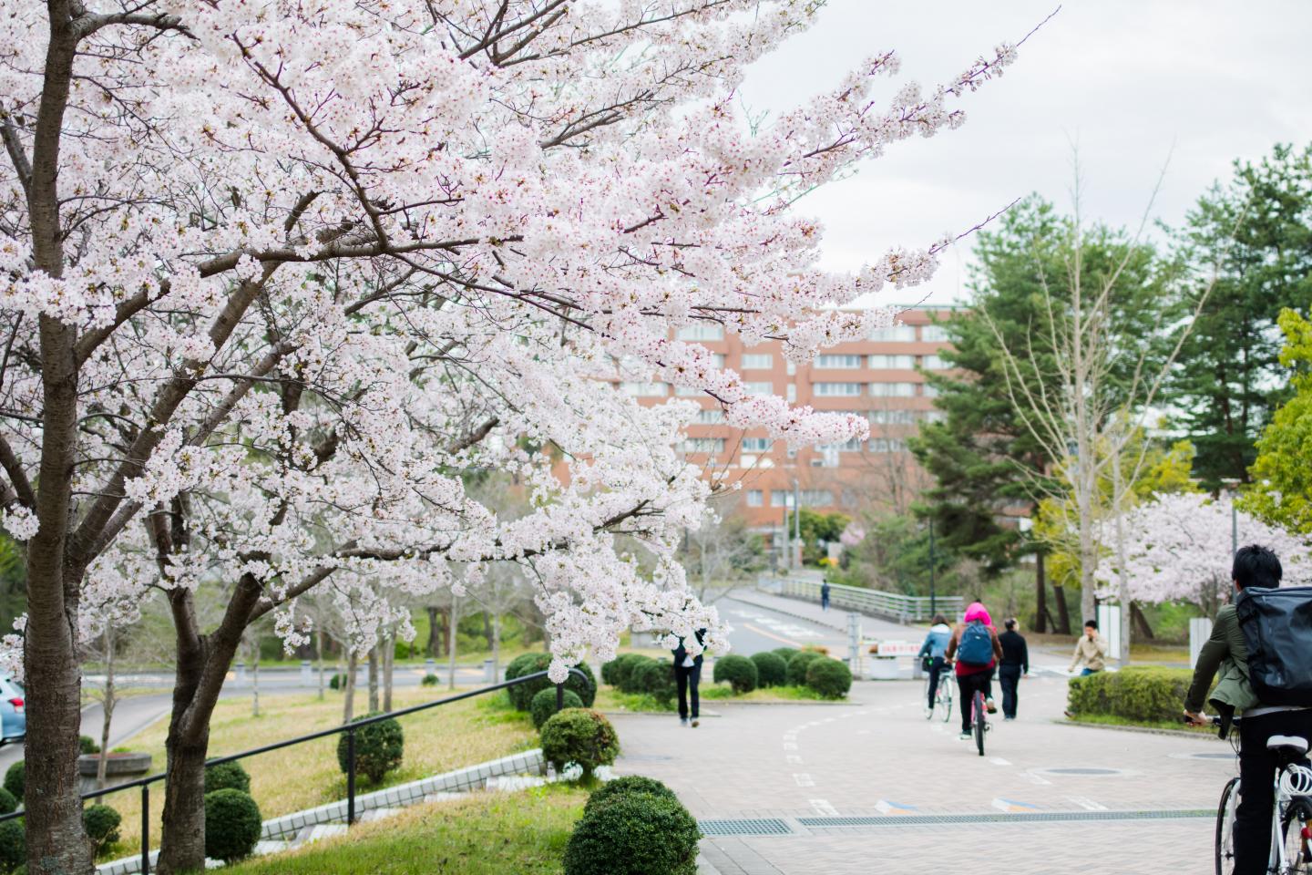 Students at Hiroshima University using bicycles to commute to campus.