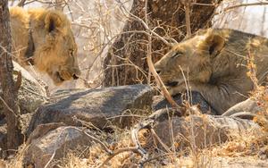 A pair of maneless Tsavo lions